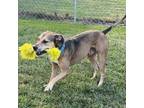 Adopt Dutch a Beagle, Mixed Breed