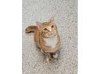 Adopt Tango a Domestic Short Hair