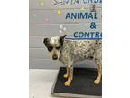 Adopt Roco a Australian Cattle Dog / Blue Heeler