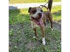 Adopt Whiskey a Pit Bull Terrier, Boxer
