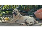 Adopt Bubs a Pit Bull Terrier