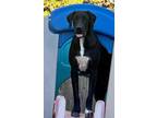 Adopt Crow a Great Dane, Labrador Retriever