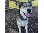 Adopt Bandit a Husky