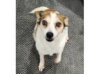 Adopt Keyara a Dachshund / Mixed dog in Weston, FL (39069323)