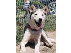 Adopt Gordon a Gray/Silver/Salt & Pepper - with Black Siberian Husky / Mixed dog