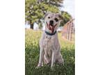 Adopt Ramsey a Saint Bernard, Mixed Breed