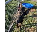 Adopt Caramelizer a Dutch Shepherd