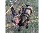 Adopt Golden Eagle a Dutch Shepherd