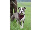 Adopt Cayden - Adoptable a Affenpinscher, Mixed Breed