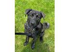 Adopt Miyagi a Norwegian Elkhound, Cane Corso