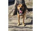 Adopt Mr. Crabbitz a Mixed Breed