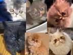 Flat Face Persian Kittens All Colors Georgia