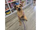 Adopt Tyson a Miniature Pinscher, Mixed Breed