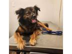 Adopt Arbor a Shetland Sheepdog / Sheltie, Mixed Breed