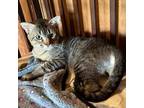 Adopt Jack a Domestic Short Hair