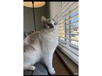 Adopt zz 'Sprinkle' courtesy listing a Cream or Ivory (Mostly) Siamese / Mixed