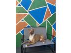 Adopt Z COURTESY LISTING: KODA a Staffordshire Bull Terrier / Mixed dog in
