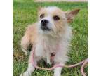 Adopt Duncan F NV a Border Terrier