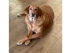 Adopt Rocky a Labrador Retriever