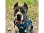 Adopt Fang a Great Dane, Pit Bull Terrier