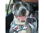 Adopt Churro a American Staffordshire Terrier