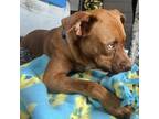 Adopt Lucky a Mixed Breed