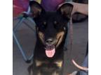 Adopt Drax a Australian Shepherd, German Shepherd Dog