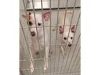 Adopt Ringo Star+ DD a Rat Terrier / Jack Russell Terrier / Mixed dog in