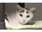 Adopt DUTCHESS VON KATZ* a Domestic Short Hair, Turkish Van