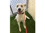 Adopt HOPE a Labrador Retriever