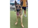 Adopt ROSE a German Shepherd Dog