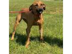 Adopt Winter a Labrador Retriever, Black Mouth Cur