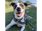 Adopt Ash a Australian Shepherd