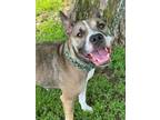 Adopt Cindy a Siberian Husky, Terrier