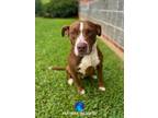 Adopt BEATRICE a Pit Bull Terrier