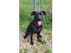 Adopt Sable (6197) a Pit Bull Terrier, Boxer