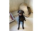 Adopt Nitro a Black Labrador Retriever / Mixed dog in Iroquois, IL (39032937)