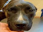 Adopt ELLA a Mixed Breed