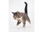 Adopt White Paws a Brown Tabby Domestic Shorthair / Mixed Breed (Medium) / Mixed