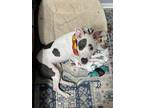 Adopt Brantleigh (Sage SC) a Dogo Argentino, Mixed Breed