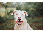 Adopt 73684a Ziggy a White Golden Retriever / Mixed Breed (Medium) / Mixed