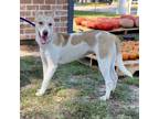 Adopt Cherry a Retriever