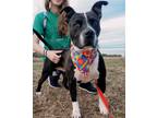 Adopt Macy a Gray/Silver/Salt & Pepper - with White Boxer / Mixed dog in Denton