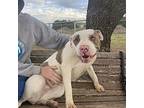 Adopt Kiera a White - with Brown or Chocolate Pit Bull Terrier / Boxer / Mixed