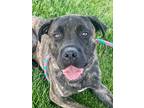 Drake Mastiff Adult Male