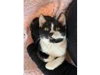 Tomcat Cruise Domestic Shorthair Kitten Male
