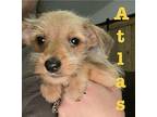 Atlas Puppy Male