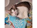 Adopt Nova a American Shorthair