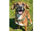 Lavender Black Mouth Cur Adult Female