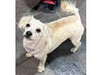 Sausage Lhasa Apso Adult Female